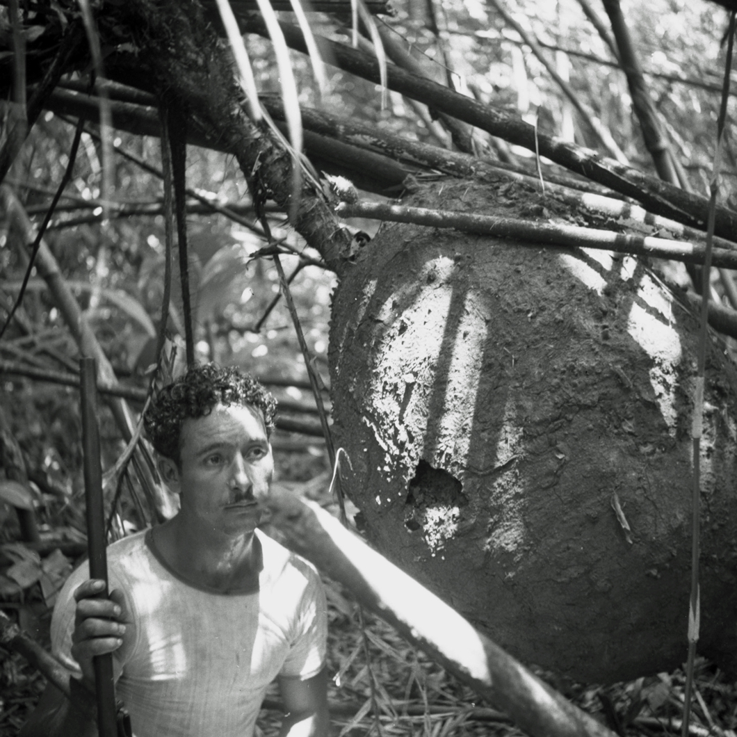 man looking at hornet nest