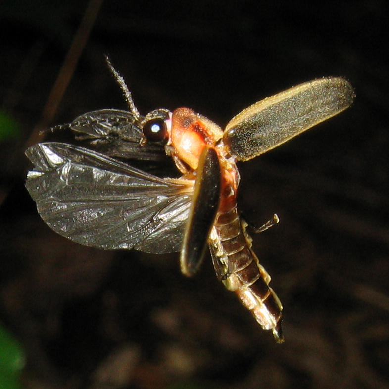 firefly