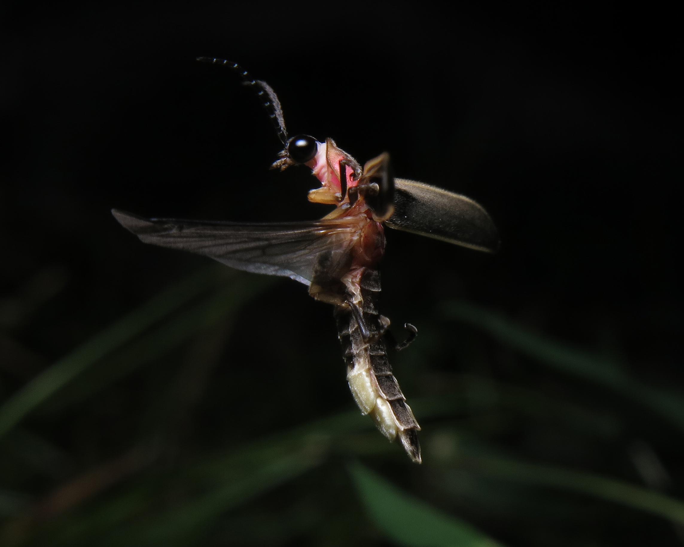 firefly