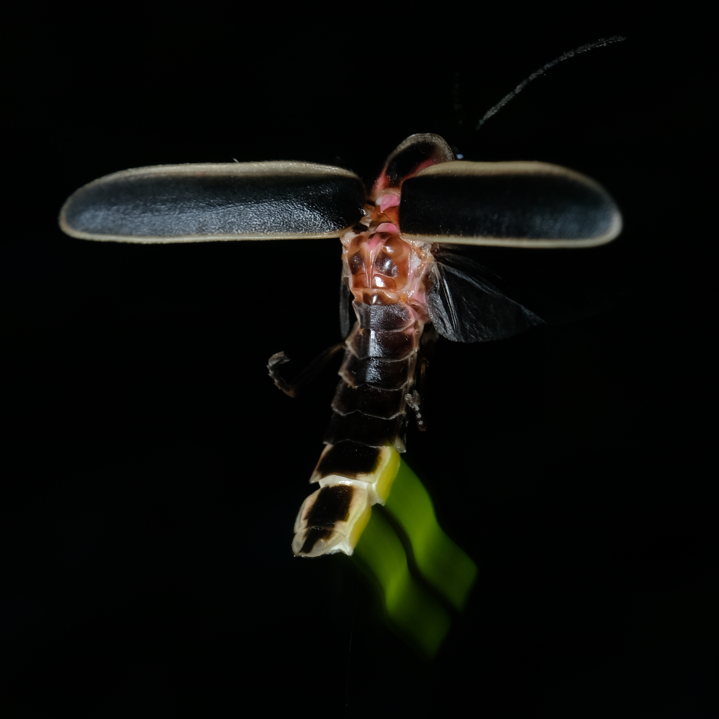 firefly