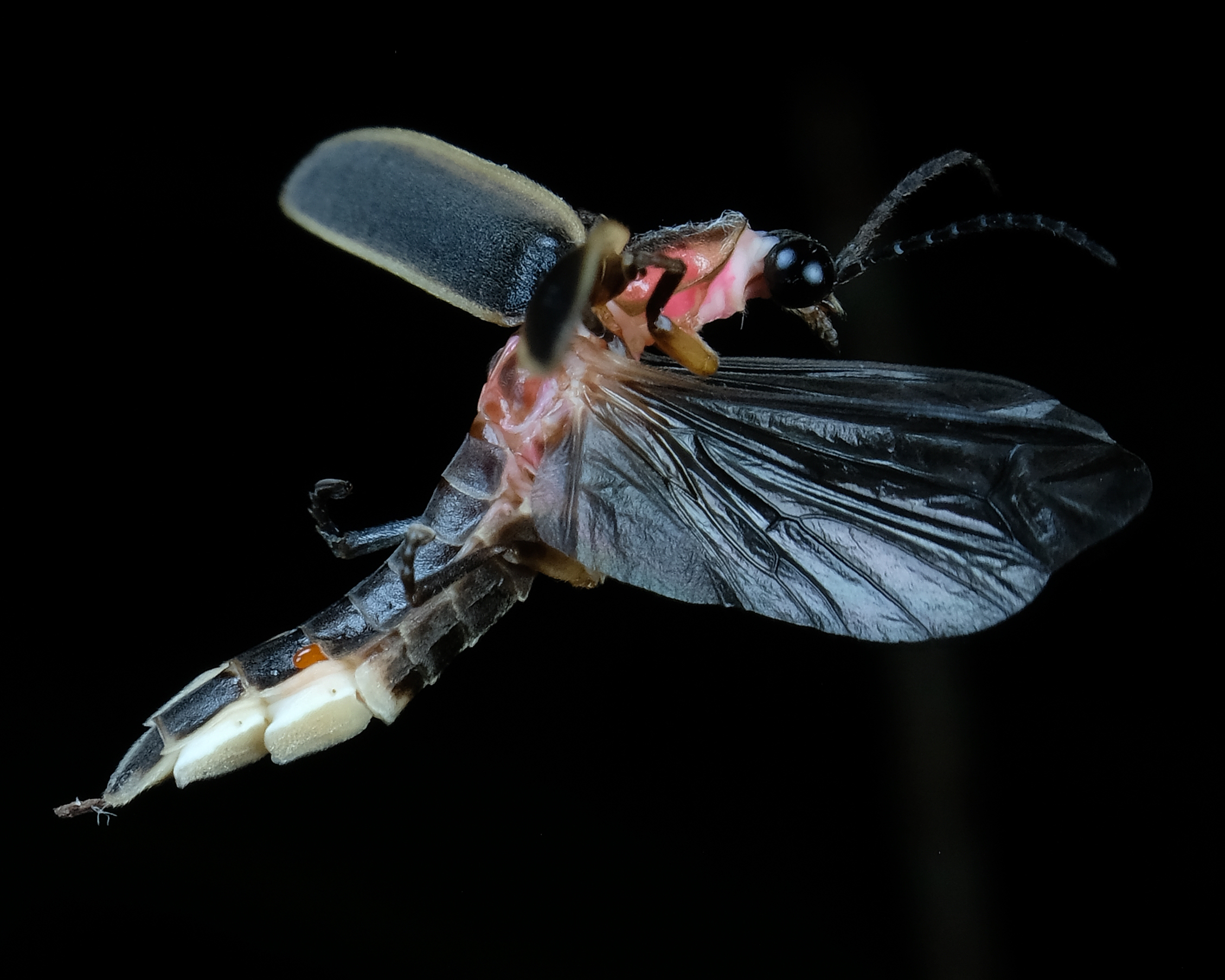 firefly
