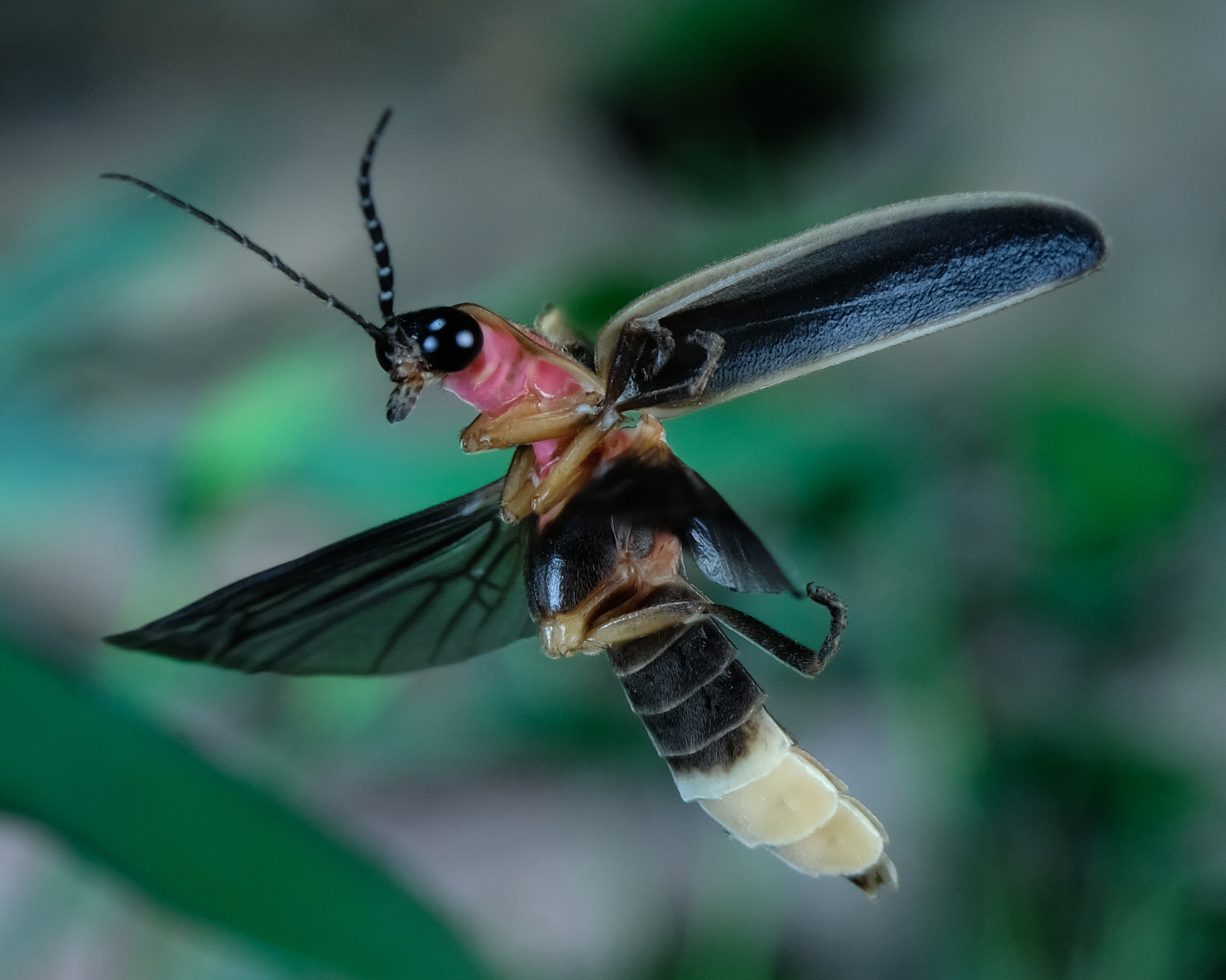 firefly
