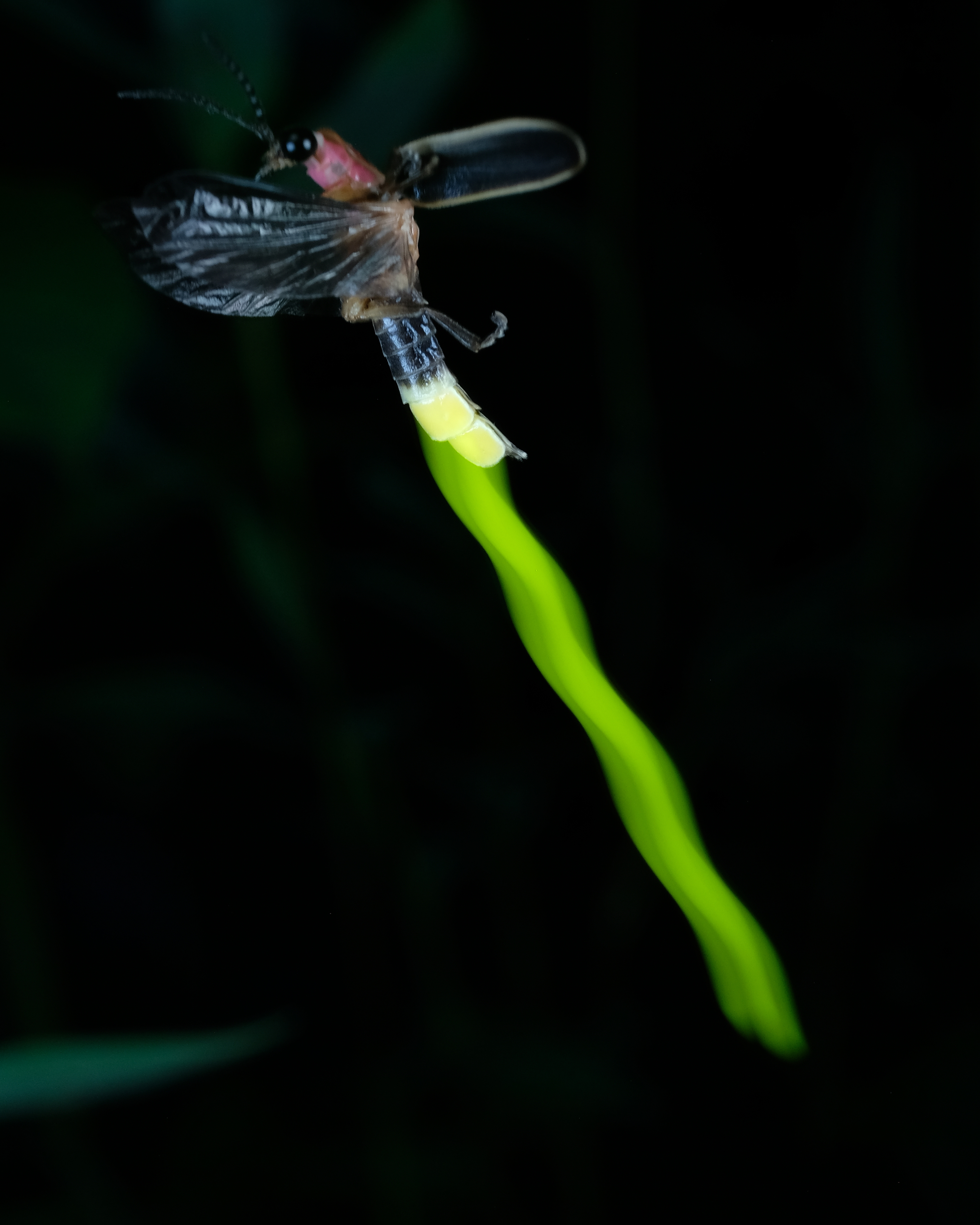 firefly